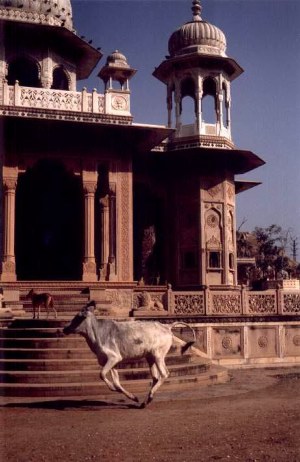 Royal Chhatri